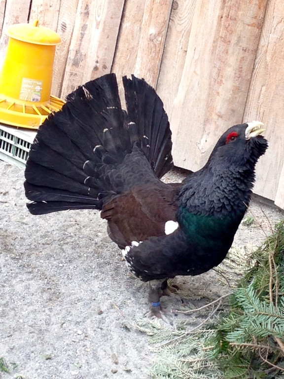 KOE_Wildpark Baubeginn Waschbaerengehege 14.jpg