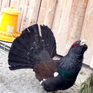 KOE_Wildpark Baubeginn Waschbaerengehege 14.jpg