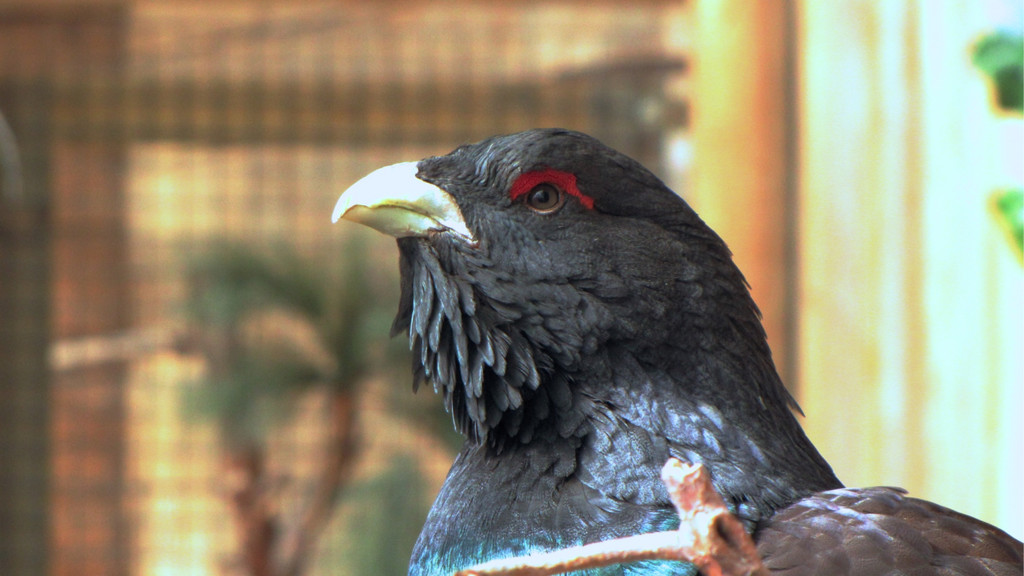 KOE_Wildpark Baubeginn Waschbaerengehege 15.jpg