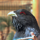 KOE_Wildpark Baubeginn Waschbaerengehege 15.jpg