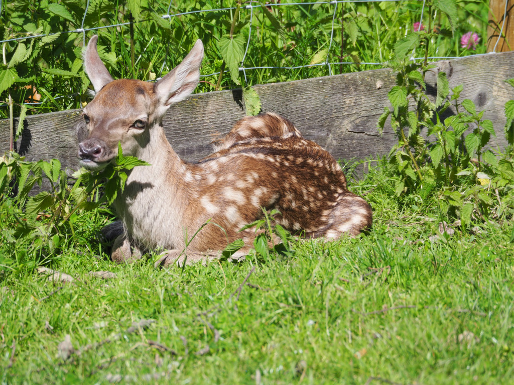 KOE_Wildpark Baubeginn Waschbaerengehege 16.jpg