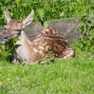 KOE_Wildpark Baubeginn Waschbaerengehege 16.jpg