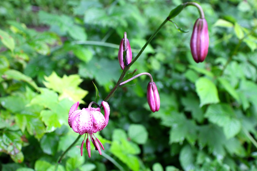 KOE_Naturwanderung Margarethenkapf 27.jpg