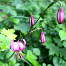 KOE_Naturwanderung Margarethenkapf 27.jpg