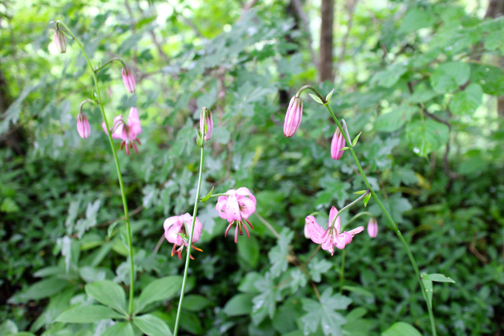 KOE_Naturwanderung Margarethenkapf 28.jpg