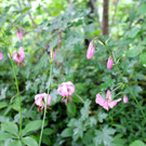 KOE_Naturwanderung Margarethenkapf 28.jpg