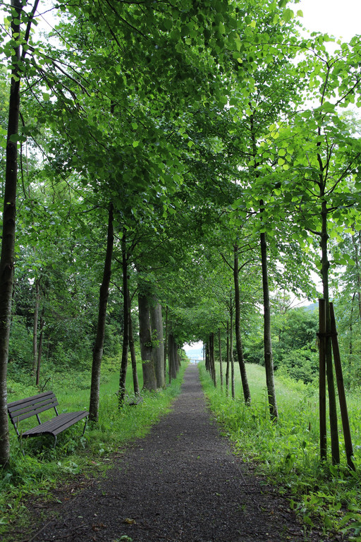 KOE_Naturwanderung Margarethenkapf 31.jpg
