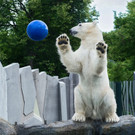 Zootiere im Tiergarten Schönbrunn zur EM im Ballfieber