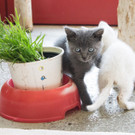 katzenbabys_wtv-2.jpg