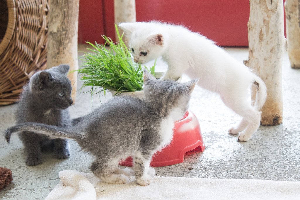 katzenbabys_wtv-3.jpg