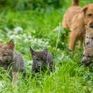 Zuwachs im Wolfsforschungszentrum Ernstbrunn: Drei weitere Wolfswelpen