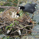 2015- 423 Kl_ See Lindau.JPG