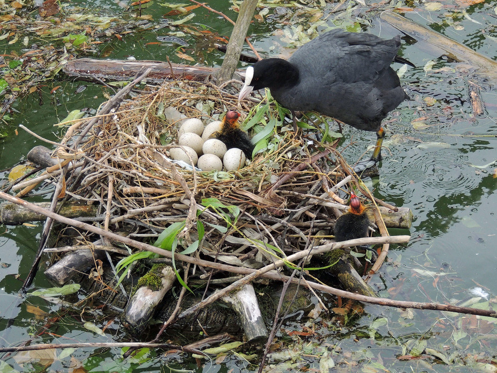2015- 423 Kl_ See Lindau.JPG