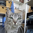 Kater vermisst