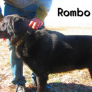 Rombo 5.jpg
