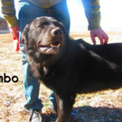 Rombo 7.jpg