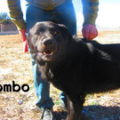 Rombo.jpg