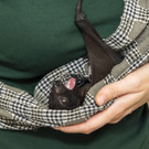 Flughund "Banshi" hat Tierpflegerin als Ersatzmutter