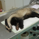 Verletzter Jung-Dachs in S-Bahn-Station in Wien-Döbling entdeckt: Bilder
