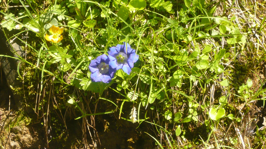 Ausflug in den Bregenzerwald 22_06_2016  _  _ _15_.JPG