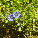 Ausflug in den Bregenzerwald 22_06_2016  _  _ _15_.JPG