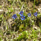 Ausflug in den Bregenzerwald 22_06_2016  _  _ _16_.JPG