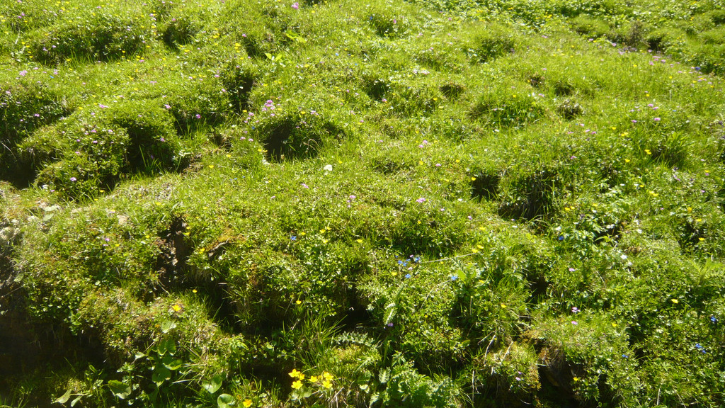 Ausflug in den Bregenzerwald 22_06_2016  _  _ _19_.JPG