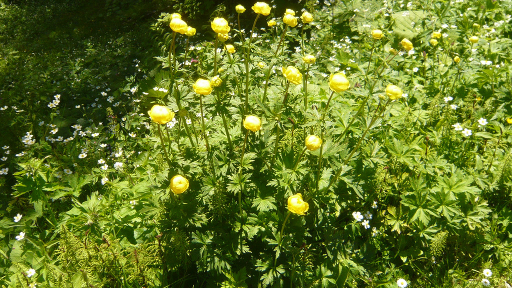Ausflug in den Bregenzerwald 22_06_2016  _  _ _24_.JPG