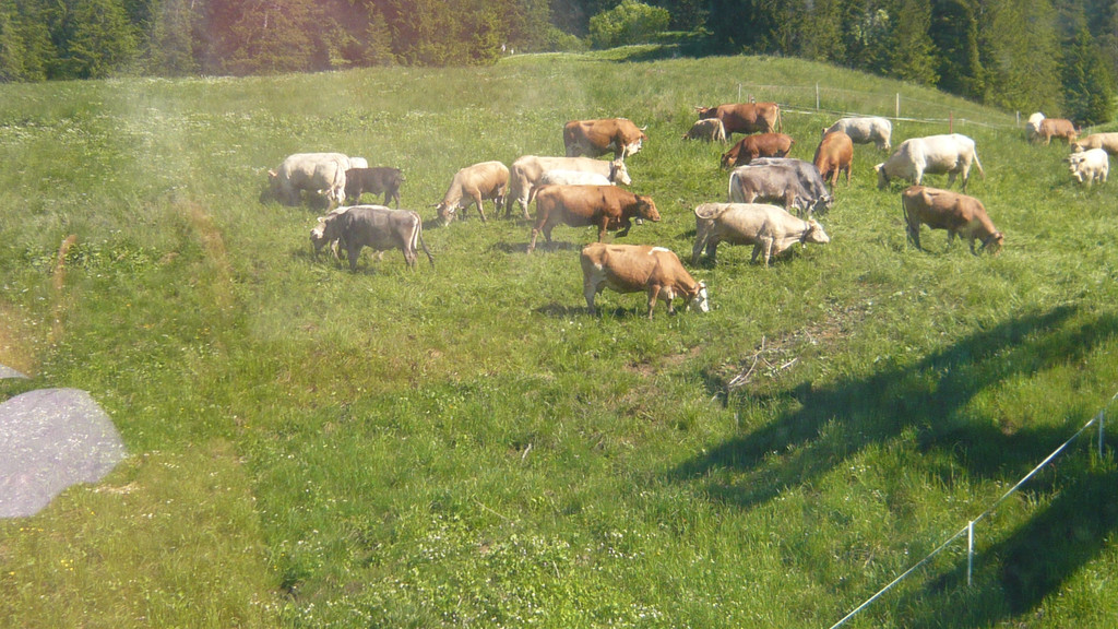Ausflug in den Bregenzerwald 22_06_2016  _  _ _31_.JPG