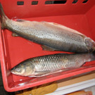 P1010033.JPG