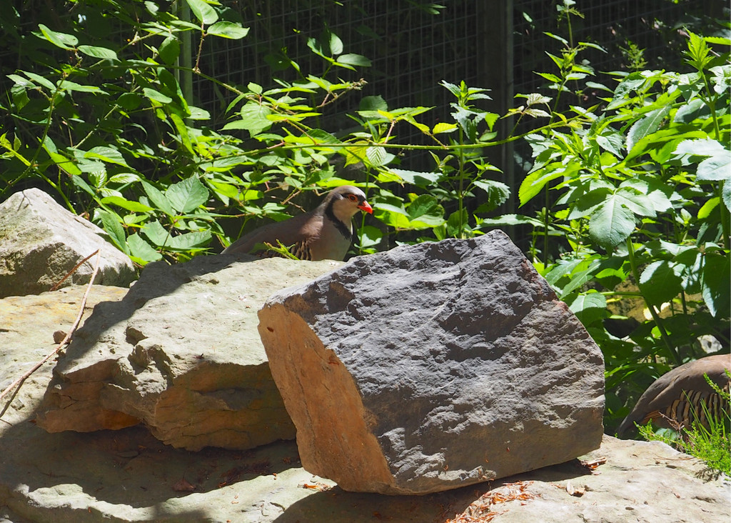 KOE_Wildpark Tierpaten Steinhuehner 2.jpg