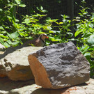 KOE_Wildpark Tierpaten Steinhuehner 2.jpg