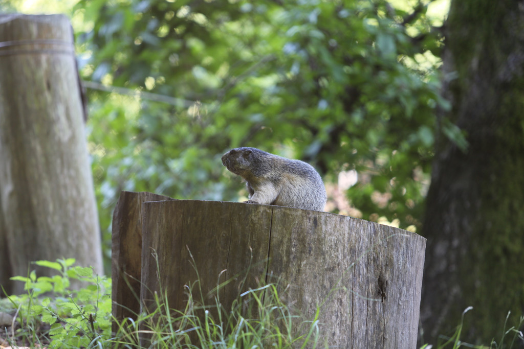 KOE_Wildpark Tierpaten Steinhuehner 12.jpg