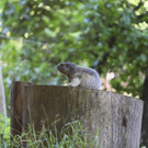 KOE_Wildpark Tierpaten Steinhuehner 12.jpg