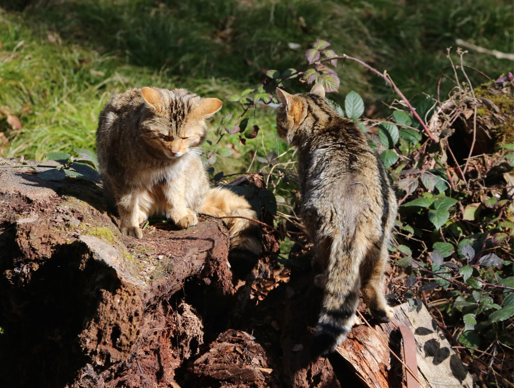 KOE_Wildpark Tierpaten Steinhuehner 13.jpg