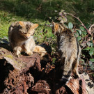 KOE_Wildpark Tierpaten Steinhuehner 13.jpg