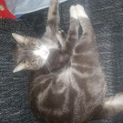 Kira