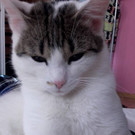 Vermisst   Katze 
