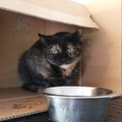 Scheue "Pfaucher" im Tierheim: Die vier Katzen