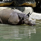 Vergnügte Zootiere baden im Wiener Tiergarten Schönbrunn