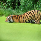 tiger_baden_Norbert220160610_105355_02_Zoo_Vienna_picc.jpg
