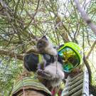 06072016_Tierrettung Pressbaum _4_.JPG