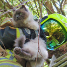 06072016_Tierrettung Pressbaum _5_.jpg