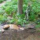 07072016_Tierrettung Wartmannstetten _1_.jpg