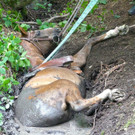 07072016_Tierrettung Wartmannstetten _4_.jpg