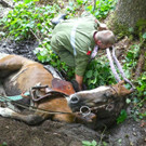 07072016_Tierrettung Wartmannstetten _5_.jpg