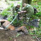 07072016_Tierrettung Wartmannstetten _6_.jpg