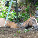 07072016_Tierrettung Wartmannstetten _7_.jpg