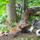 07072016_Tierrettung Wartmannstetten _10_.jpg