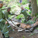 07072016_Tierrettung Wartmannstetten _11_.jpg